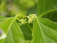 ツルウメモドキ雌花 [XJW110009111]