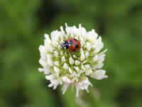 ナナホシテントウ　シロツメクサに訪花 [XJW110009115]