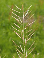 アブラナ　熟した実 [XJW110009121]