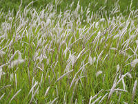 チガヤ [XJW110009124]