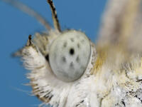 モンシロチョウ複眼 [XJW110009125]