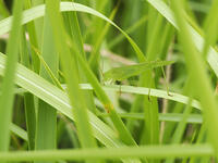 ツユムシ [XJW110009133]