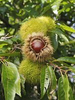 栗の実 [XJW110009136]