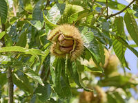 栗の実 [XJW110009138]