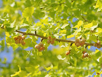 イチョウの実 [XJW110009139]