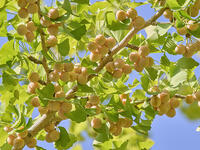 イチョウの実 [XJW110009141]