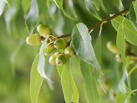 シラカシどんぐり [XJW110009143]