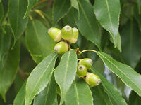 シラカシどんぐり [XJW110009144]