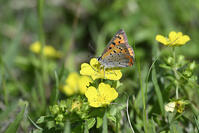 ベニシジミ　オヘビイチゴで吸蜜 [XJW110009147]