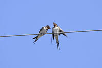 ツバメ　鳴きかわす雄と雌（左） [XJW110009150]