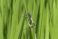 シオカラトンボ交尾 [XJW110009152]