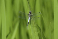 シオカラトンボのオス [XJW110009153]