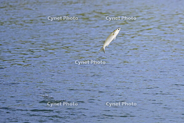 ジャンプするボラ [XJW110009058]