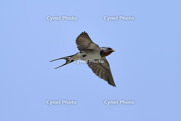 ツバメ成鳥オス [XJW110009060]