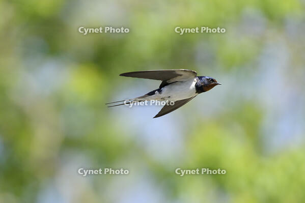 ツバメ成鳥オス [XJW110009061]