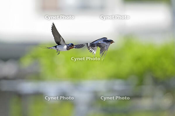 ツバメ夫婦　一緒に飛ぶ(右がメス） [XJW110009062]
