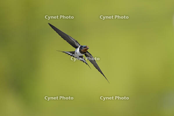 ツバメ成鳥　新緑をバックに飛ぶ [XJW110009064]