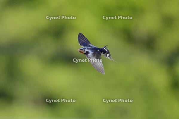 ツバメ成鳥 [XJW110009066]
