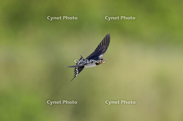 ツバメ成鳥メス [XJW110009067]