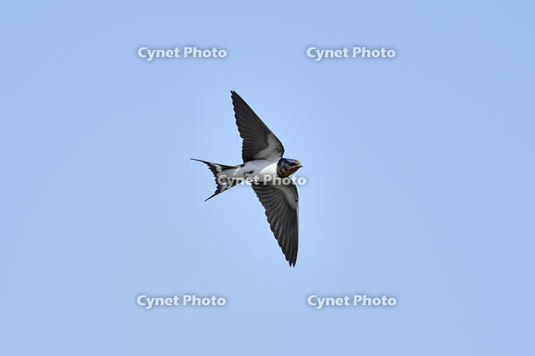 ツバメ成鳥メス [XJW110009070]