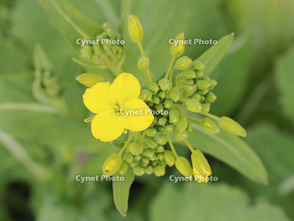 アブラナ　花とつぼみ [XJW110009072]