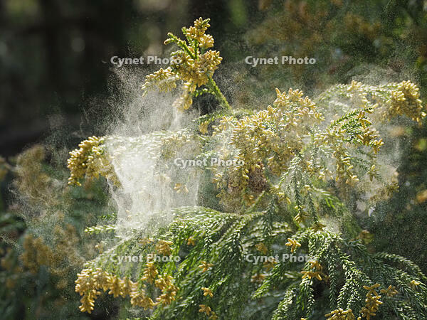 スギ雄花　花粉を飛ばす [XJW110009074]