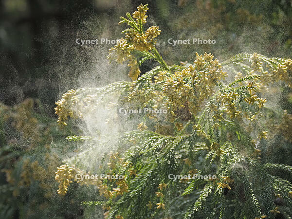 スギ雄花　花粉を飛ばす [XJW110009075]