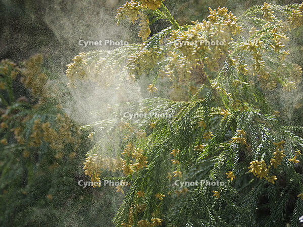 スギ雄花　花粉を飛ばす [XJW110009076]