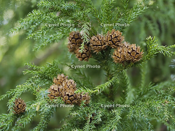 スギの実 [XJW110009077]