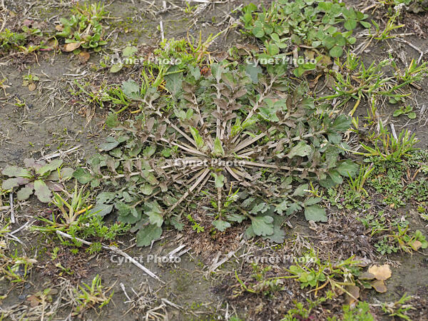 ナズナのロゼット [XJW110009078]