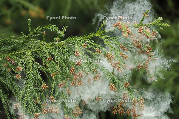 スギ雄花　花粉を飛ばす [XJW110009079]