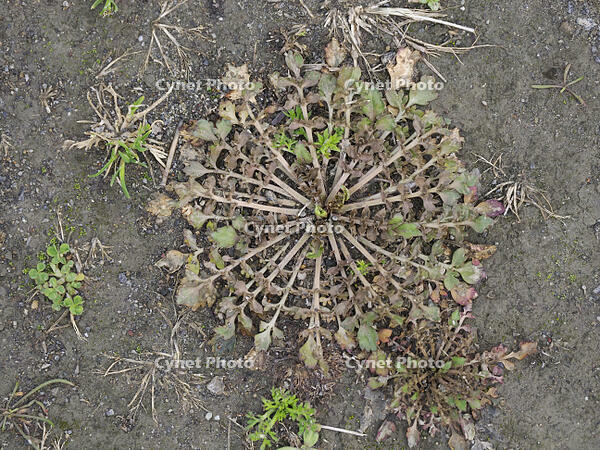 ナズナのロゼット [XJW110009080]