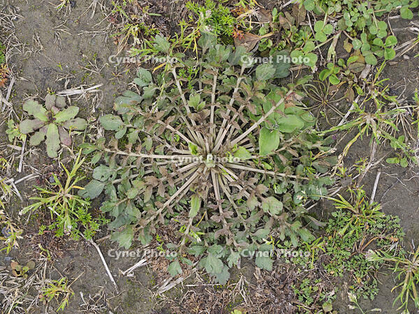 ナズナのロゼット [XJW110009081]