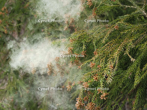 スギ雄花　花粉を飛ばす [XJW110009082]