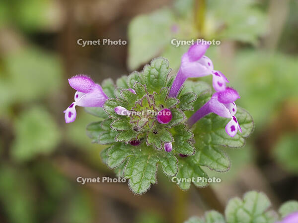 ホトケノザ閉鎖花（蕾の左側） [XJW110009083]