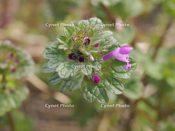 ホトケノザ閉鎖花（中央） [XJW110009084]