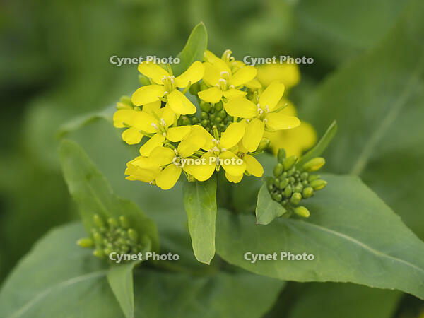 コマツナの花 [XJW110009086]