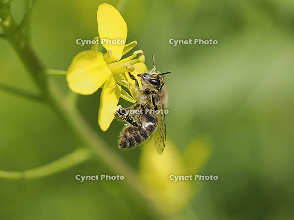 ニホンミツバチ顔を掻く [XJW110009087]