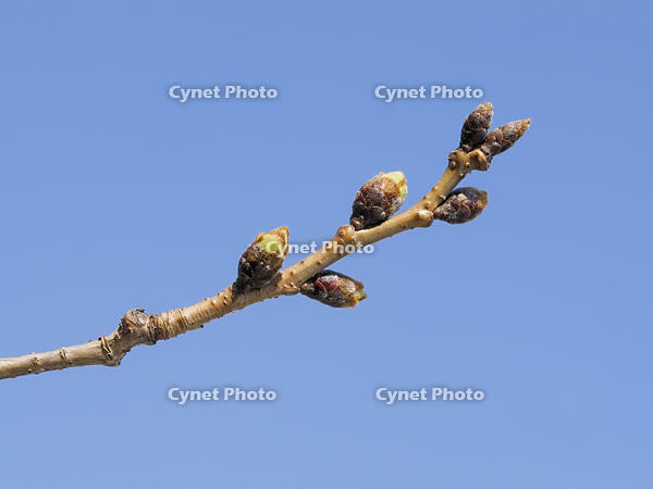 ソメイヨシノ　膨らんだ花芽 [XJW110009088]