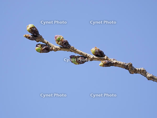ソメイヨシノ　膨らんだ花芽 [XJW110009090]