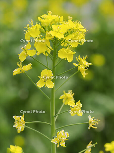 コマツナの花 [XJW110009091]