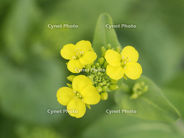 コマツナの花 [XJW110009092]