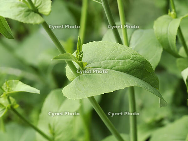 アブラナ　葉の付き方 [XJW110009094]