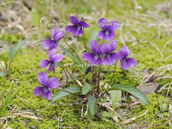 スミレの花 [XJW110009095]