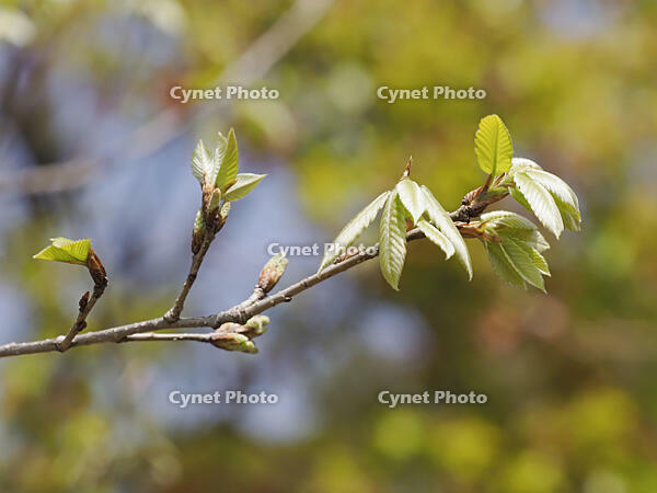 コナラの若葉 [XJW110009097]