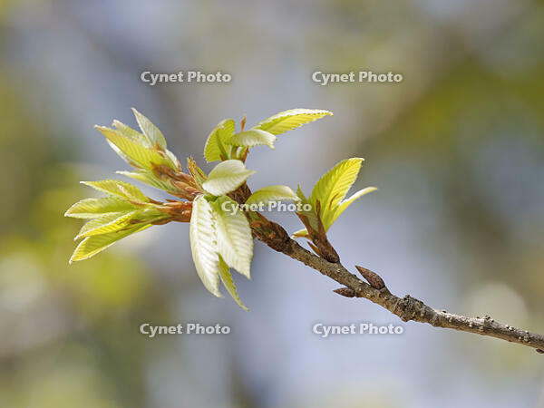 コナラの若葉 [XJW110009098]