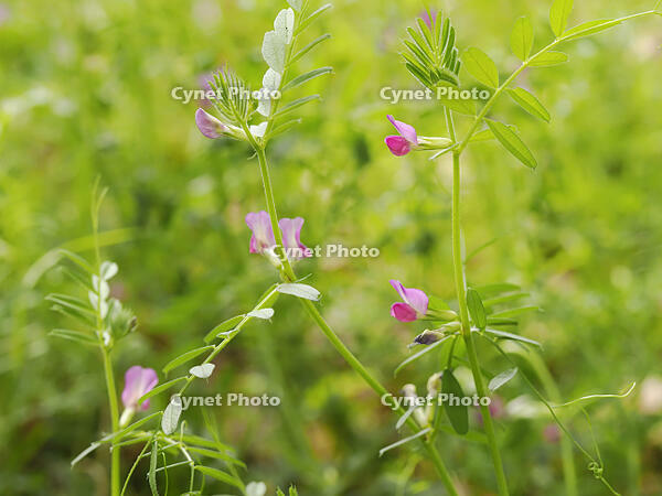 カラスノエンドウ [XJW110009099]