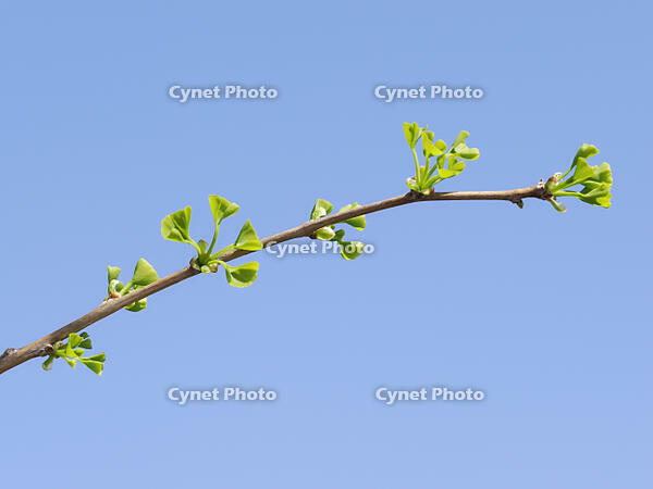 イチョウの若葉 [XJW110009101]