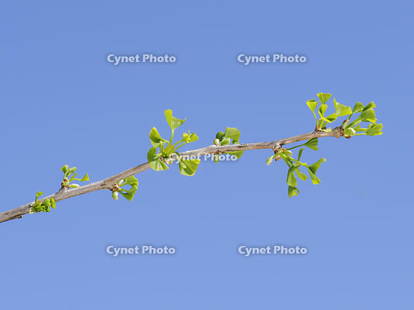 イチョウの若葉 [XJW110009102]