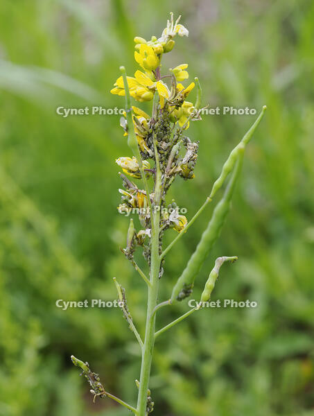 アブラナ　アブラムシがいる [XJW110009104]